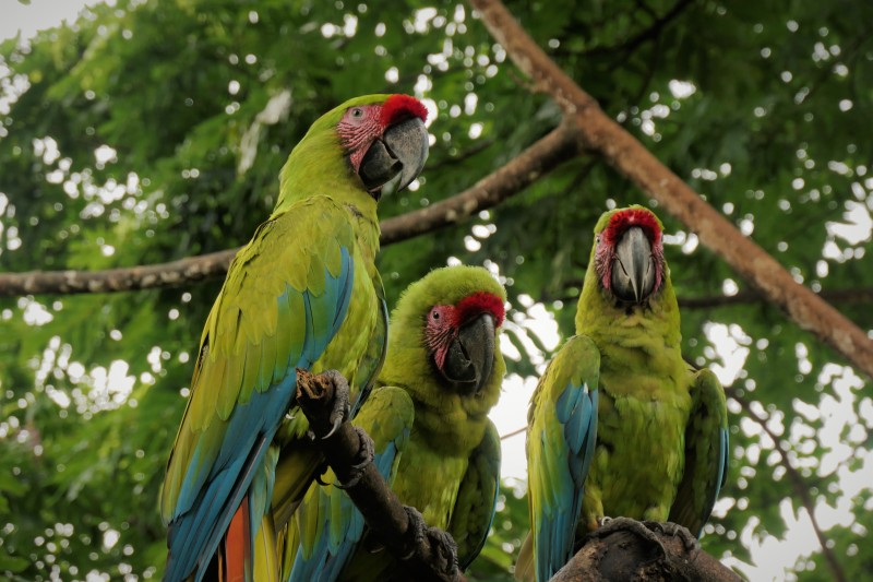 Great Green Macaw