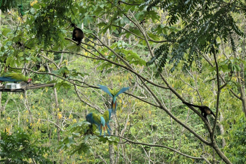 Howlers and Great Green Macaws