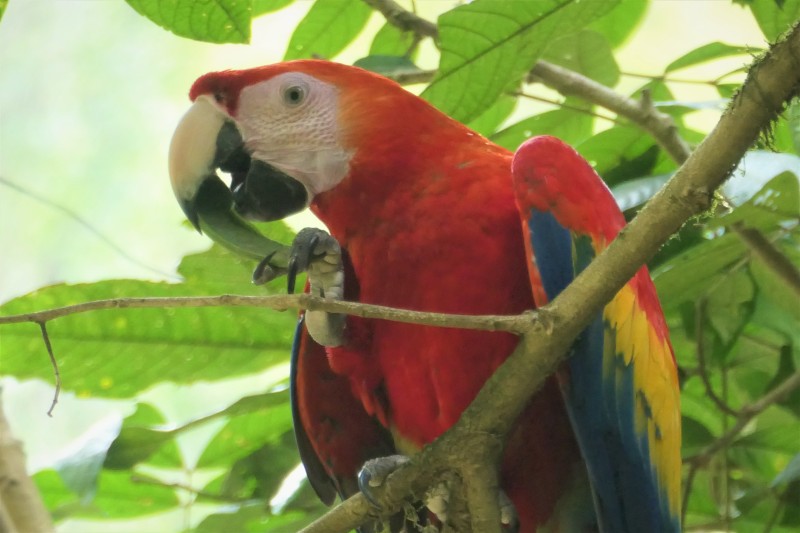 Scarlet Macaw