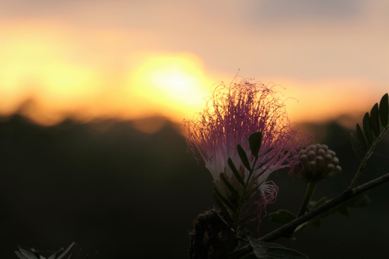 Pacific Sunset