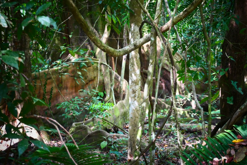 Tree Buttress Roots