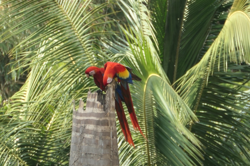 Scarlet Macaw