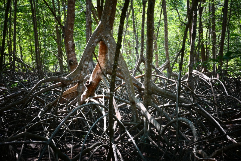 Mangroves