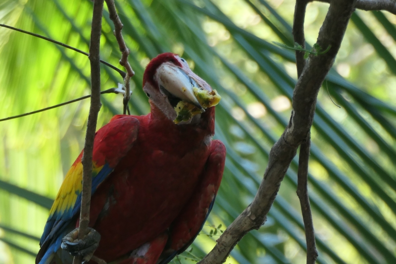 Scarlet Macaw