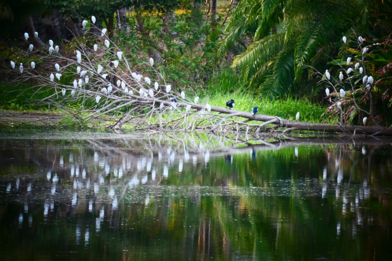 Bedtime at the Lagoon