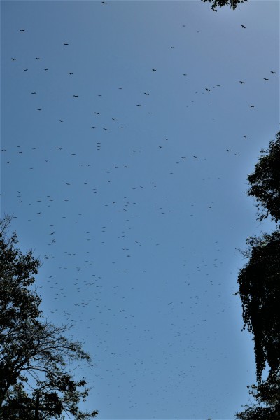 Raptors
