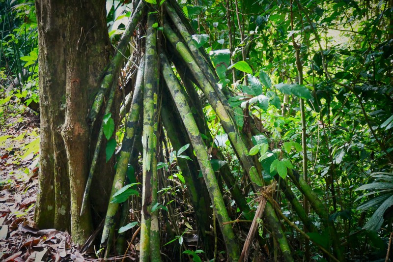 Walking Palms (Socratea exorrhiza) - Talamanca, Costa Rica