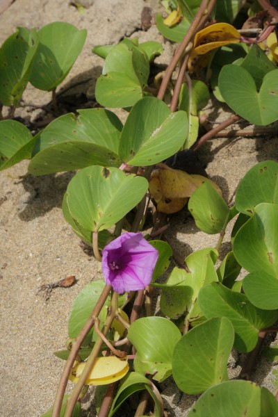 Beach Morning Glory