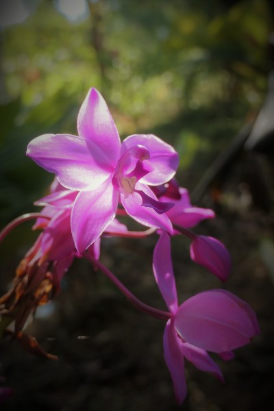 Unknown Orchid