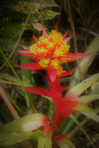 Bromeliad