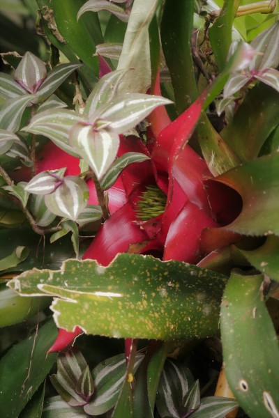 Bromeliad