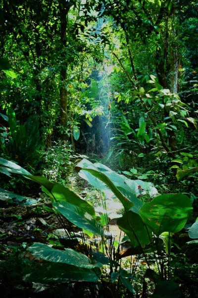 Sunbeam Breaking The  Jungle