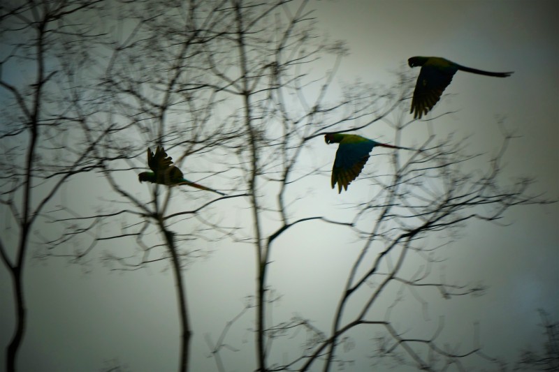 Great Green Macaw