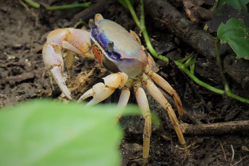 Blue Land Crab