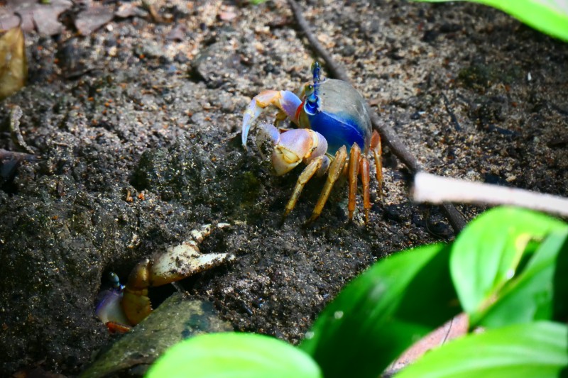 Blue Land Crab