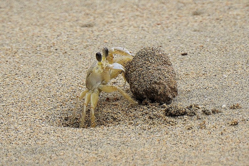 Ghost Crab