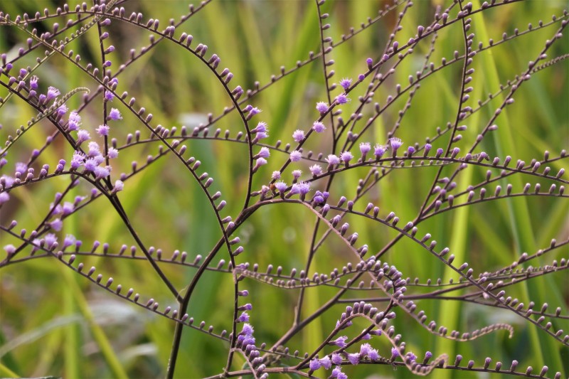 Unidentified Plant