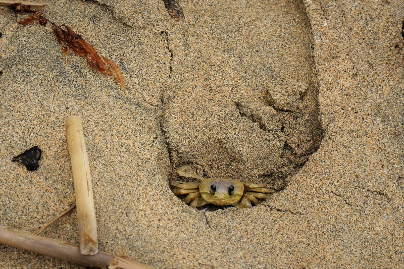 Ghost Crab