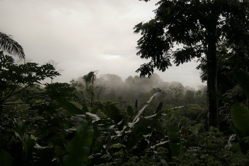 Parrots in the mist