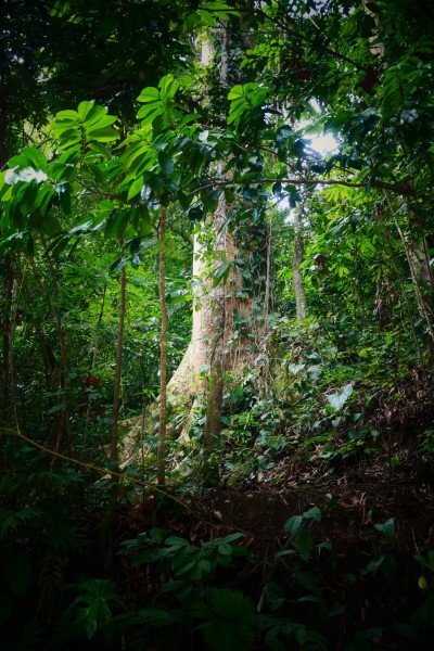 Mountain Almond Tree - Manzanillo, Costa Rica