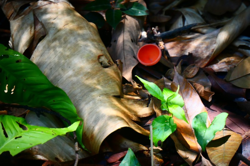 Orange Cup Fungi- Talamanca, Costa Rica