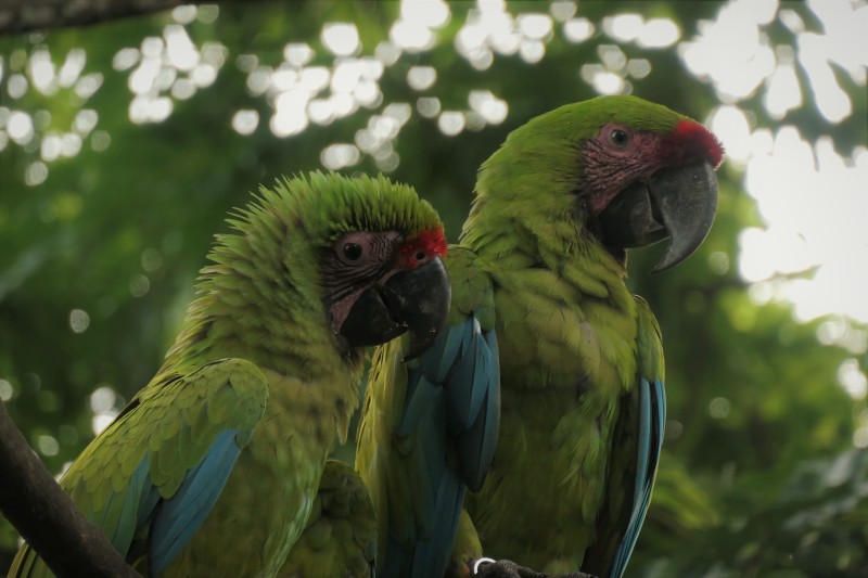 Great Green Macaw