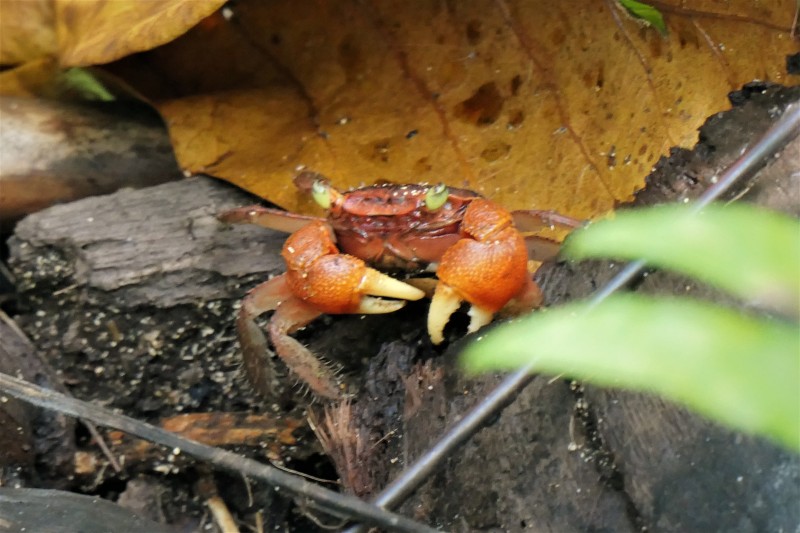 Unidentified Crab - Talamanca, Costa Rica