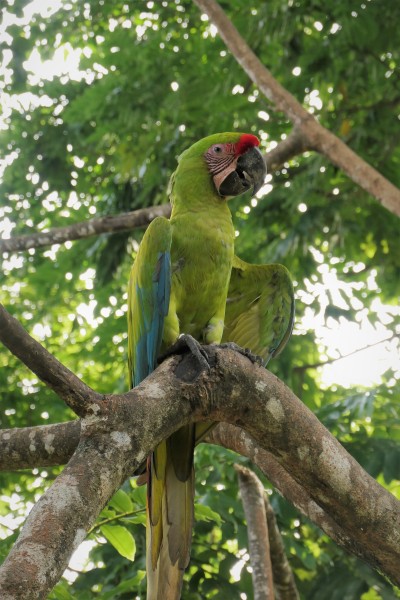 Great Green Macaw
