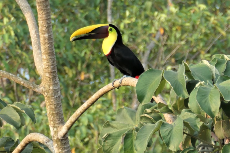 Chestnut Mandibled Toucan