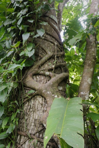 vine around tree