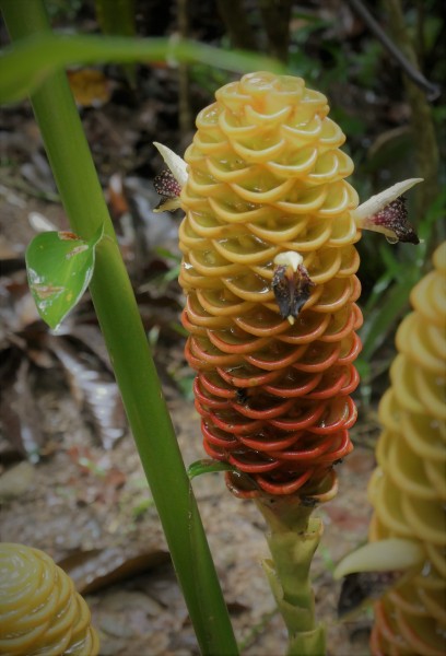 Not sure if this is a native species or not.  On one of my tours I was told that the water that gets housed within this plants petals is an excellent mosquito repellent.  I have tried it but can't attest to how well it works because mosquitoes generally don't like me.Talamanca, Costa Rica