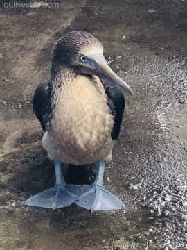 Blue-footed Booby