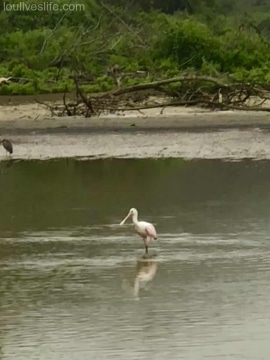 Roseate Spoonbill