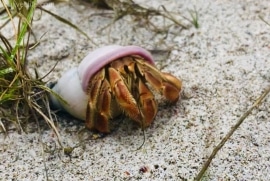 Hermit Crab