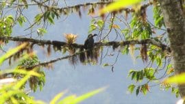 Slate Billed Toucan