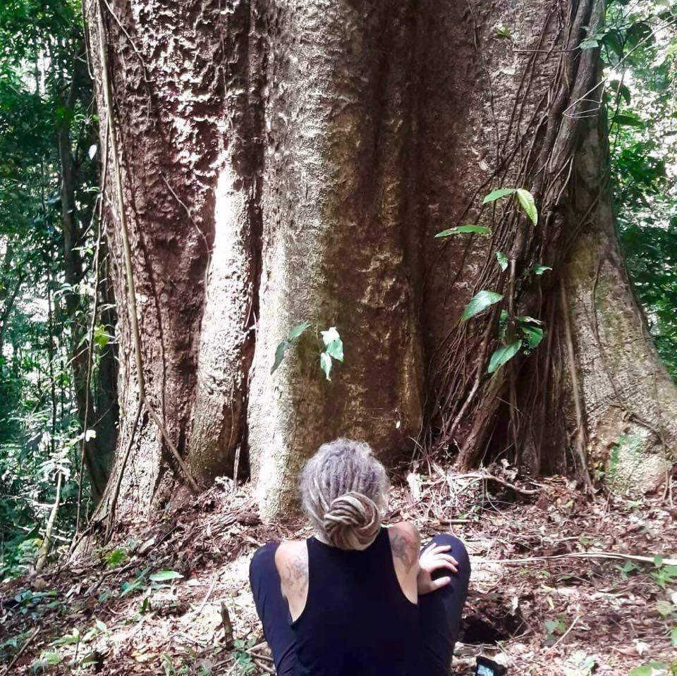 This is also know as a sandbox tree - I could sit in the shade of this sandbox forever.  Photo courtesy of Beth