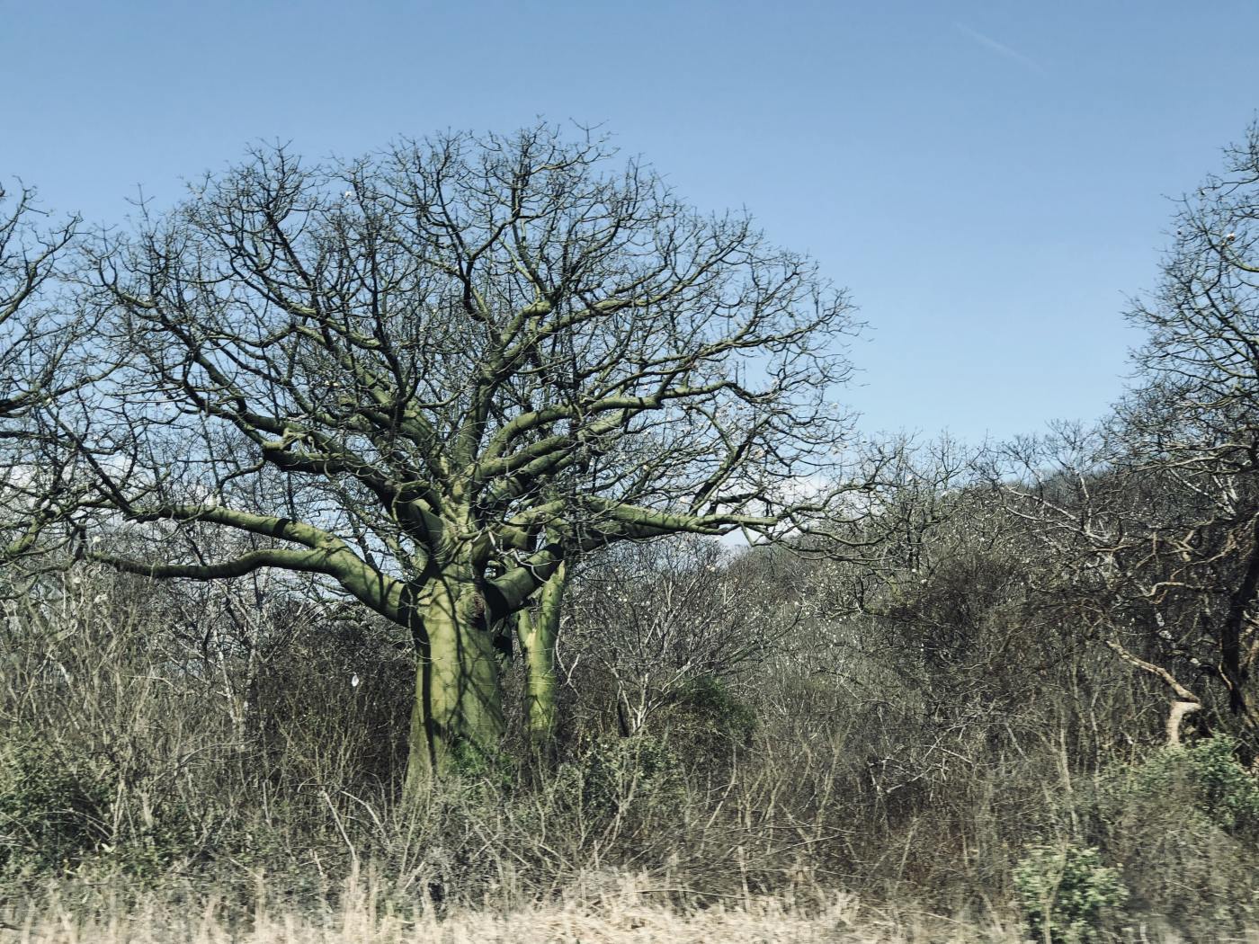 Aside from the green tinge ofvthe Ceibo tree bark, everything in the Bahia area is so incredibly dry and devoid of life at this time of year