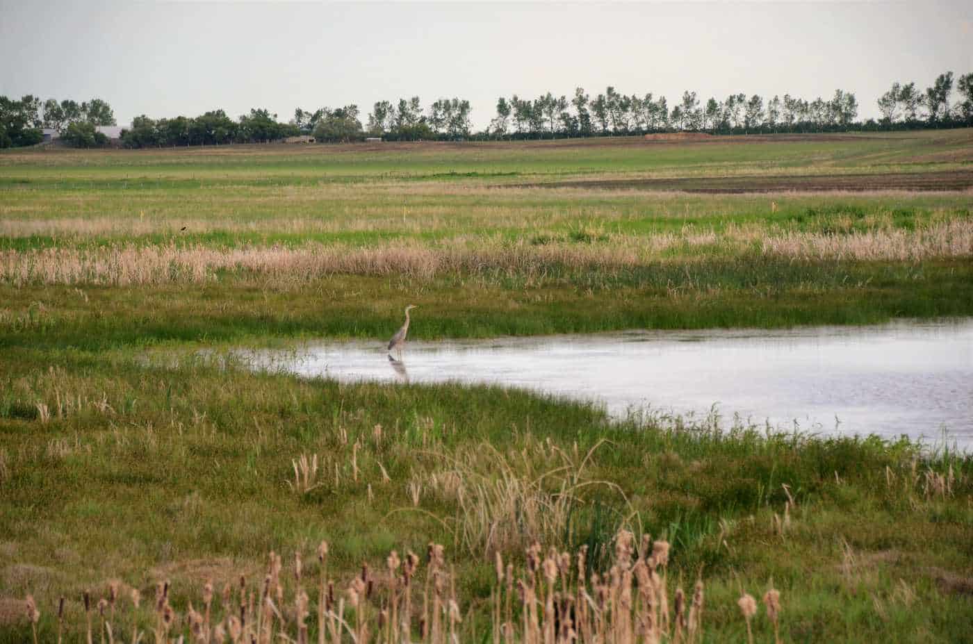 Prairies - Alberta, Canada
