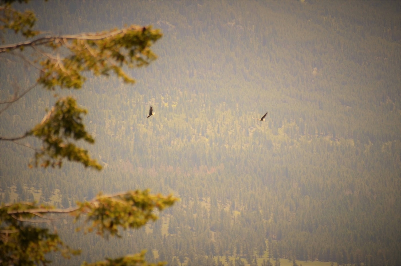 Bald Eagles - Columbia Lake, British Columbia, Canada