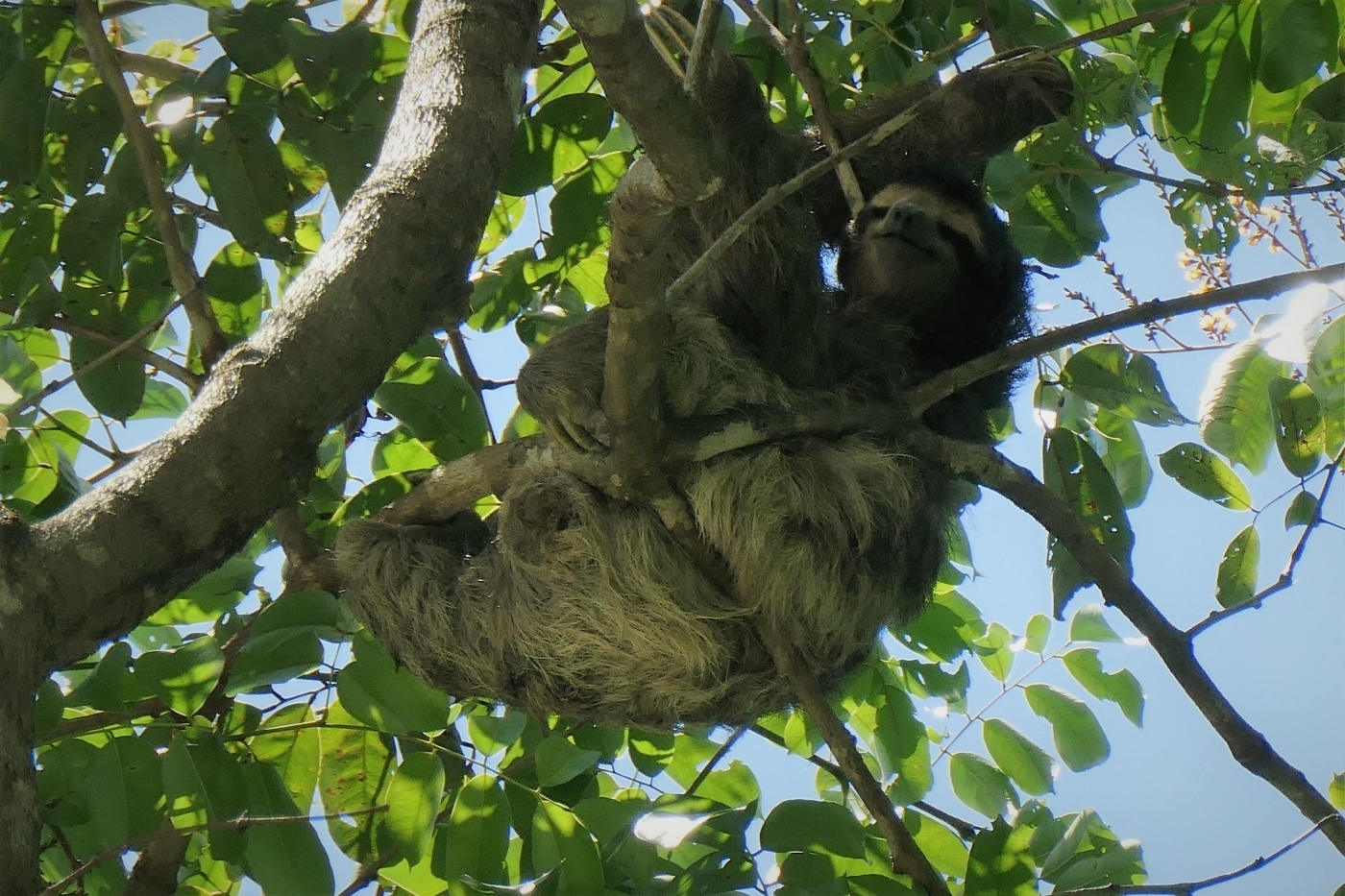 Encountered the first sloth of this trip while I made a break for the sunshine!  Three Toed Sloth - Talamanca Province, Costa Rica