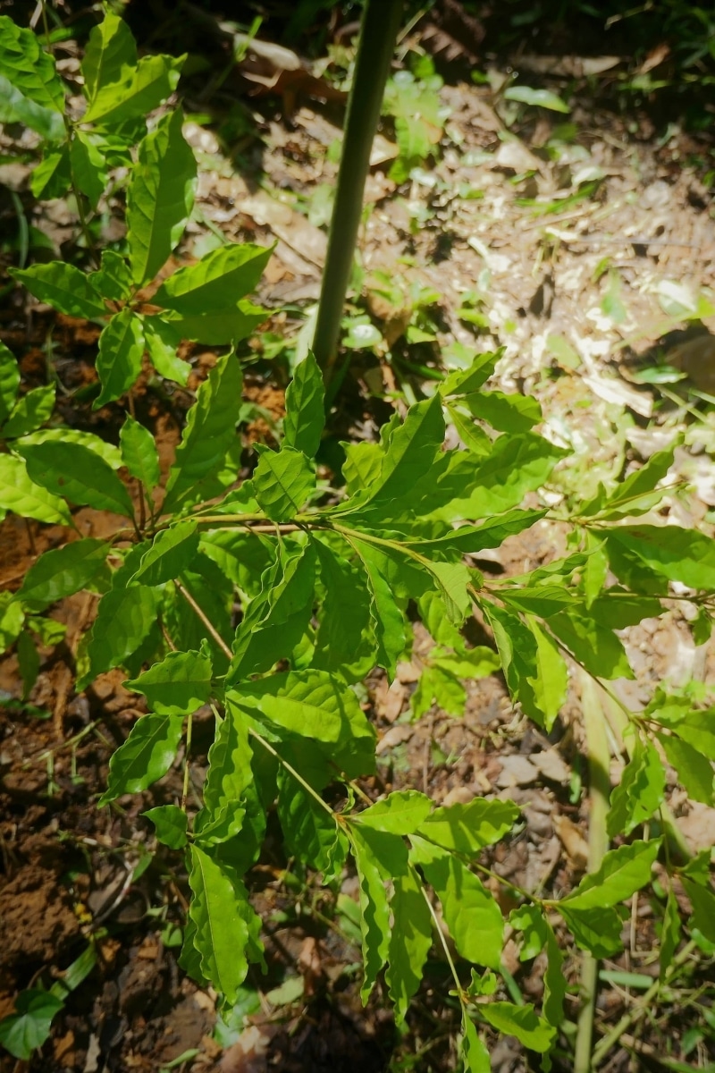 Buchenavia costaricensis
