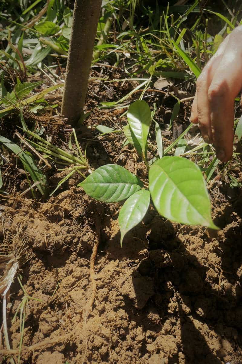 Matayba ingifolia *