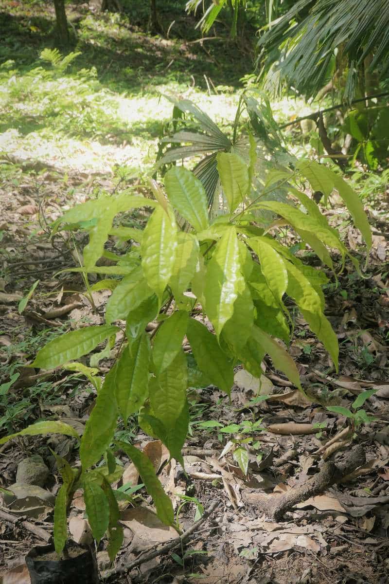Sacoglottis trichogyna