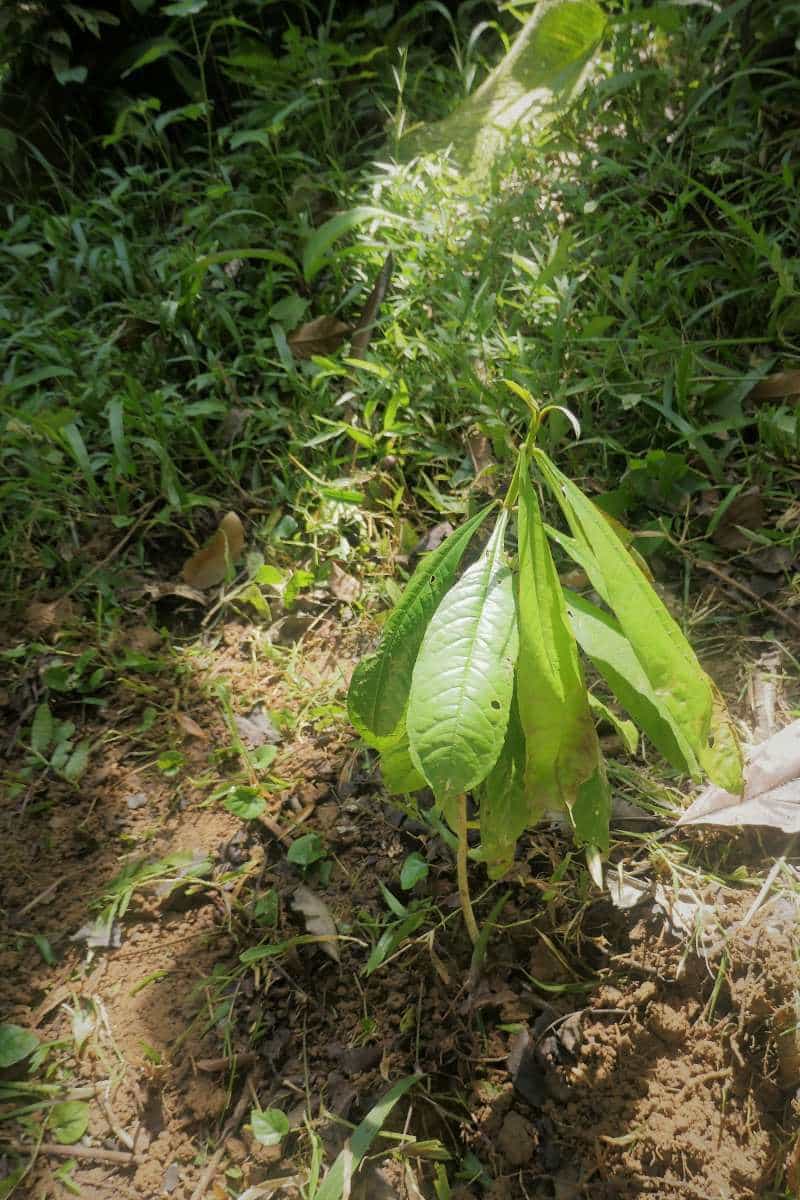 Vochysia guatemalensis