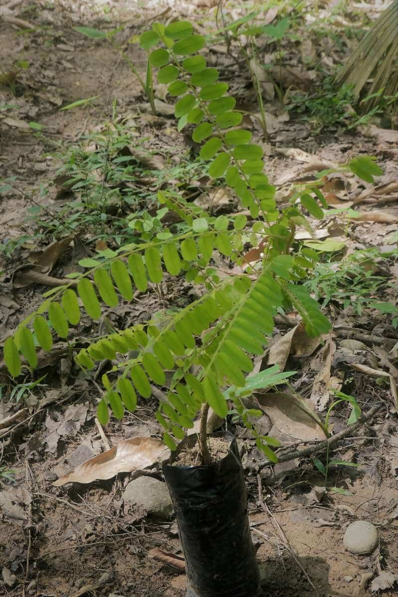 Hymenolobium mesoamericanum