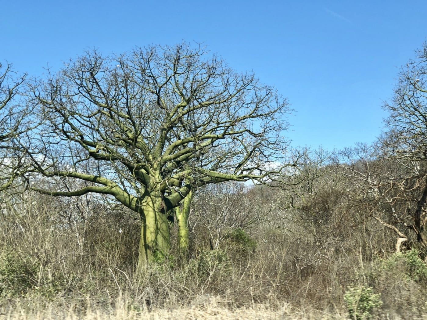 The incredible Ceibos tree ❤️