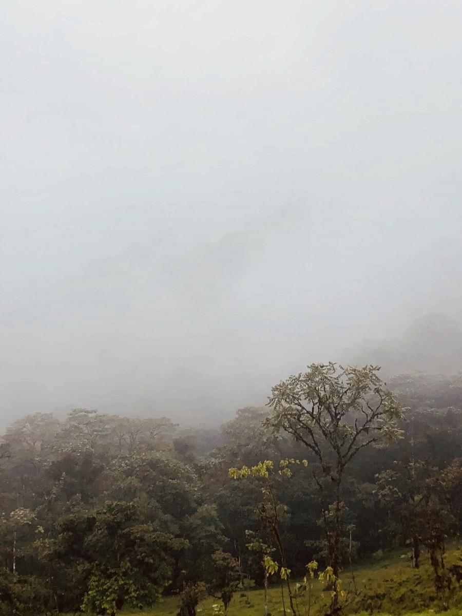 The cloud forest during our hike to find the Cock of the Rock at Las Contingas (another private reserve around Mindo)