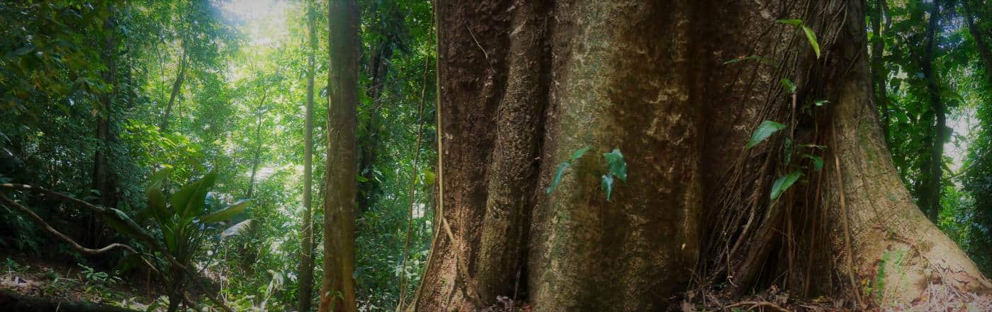 Hura crepatins - I simply cannot fathom how much life this tree has seen over the years.  I was simply in awe