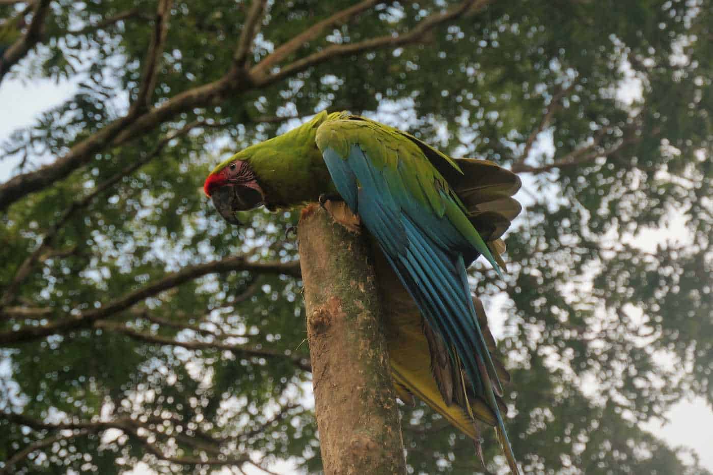 One of the released Macaws having a little stretch before flying off!