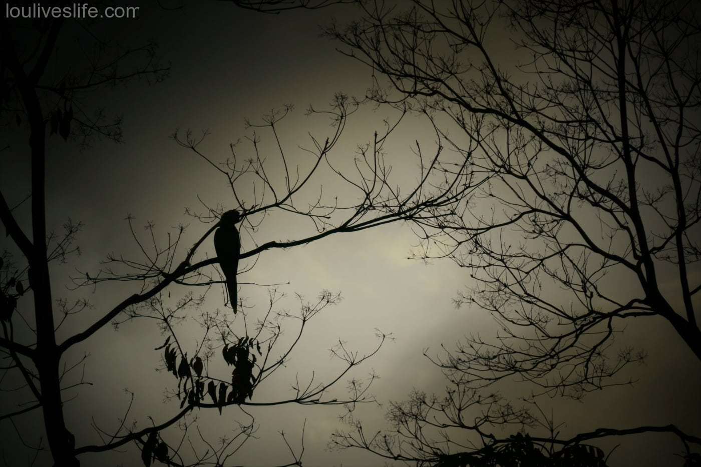 Macaw at Dusk